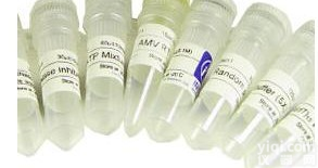 <em>淋巴细胞</em>相关<em>抗原</em>4/细胞毒性T细胞<em>抗原</em>-4抗体