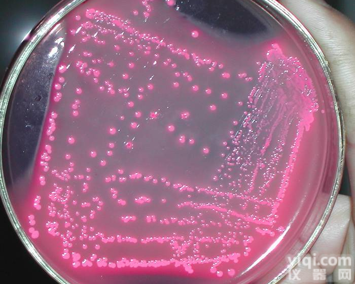 肠<em>球菌</em><em>琼脂</em>（<em>胆汁</em>七叶苷叠氮钠<em>琼脂</em>）