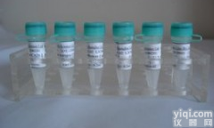 丘脑分泌素<em>受体</em>抗体（<em>食欲</em>素<em>受体</em>）