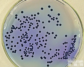 <em>酵母</em>粉<em>琼脂</em><em>酵母</em>エキス<em>寒天</em>