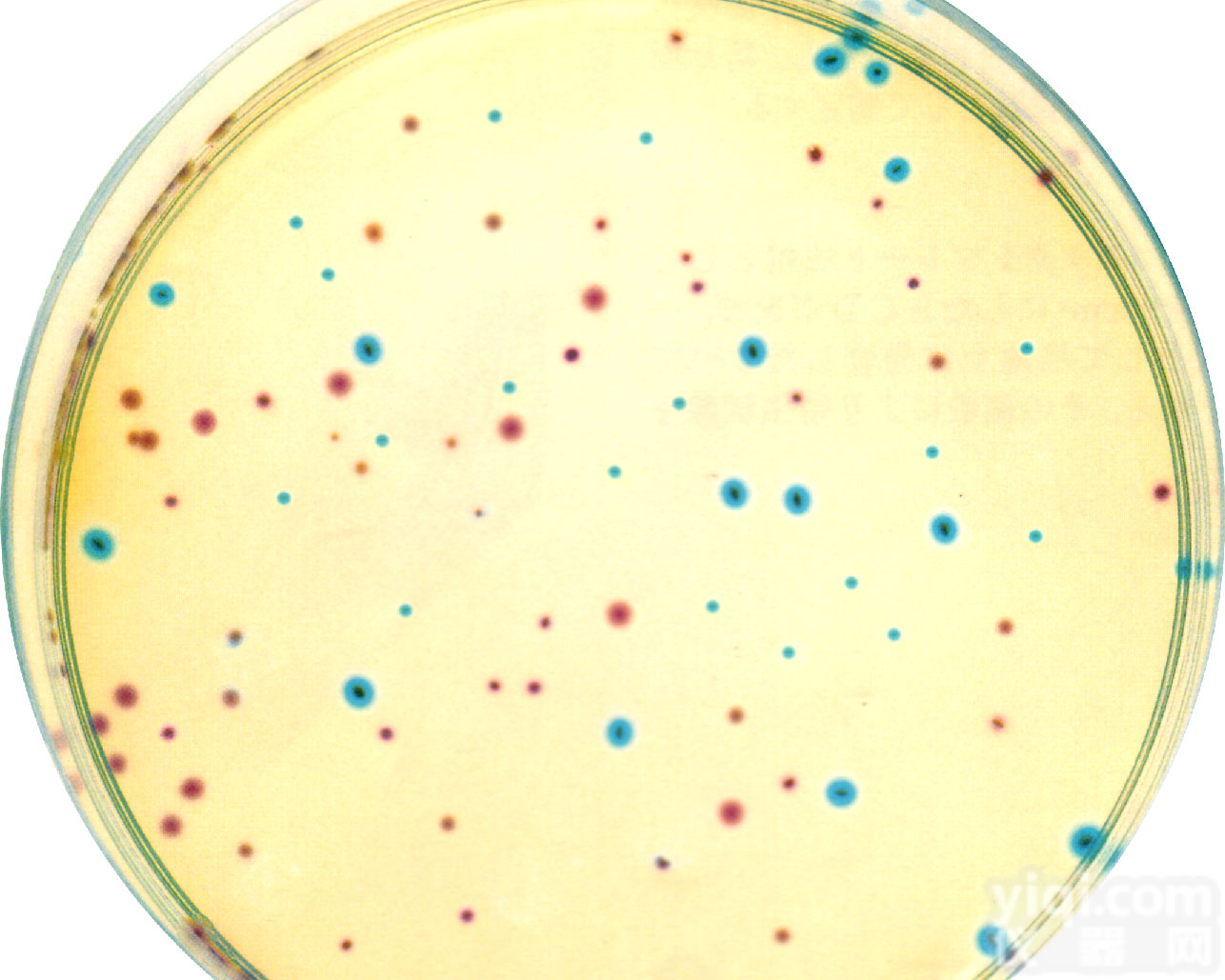 气<em>单胞菌</em>鉴别<em>琼脂</em>ADA 鑑別<em>寒天</em>