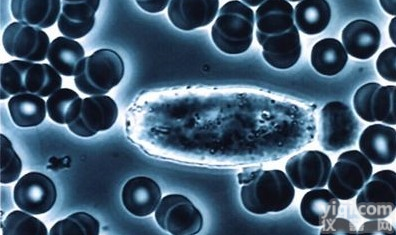 脑<em>静脉</em>血管<em>平滑肌</em><em>细胞</em> ,<em>细胞</em>供应