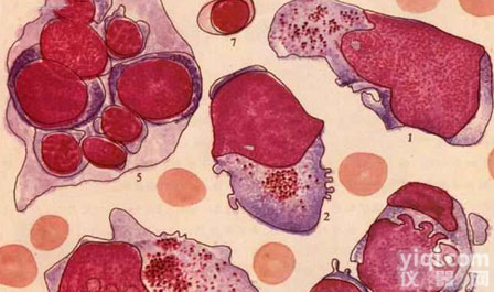 大隐<em>静脉</em><em>平滑肌</em><em>细胞</em>,<em>细胞</em>供应