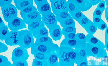 <em>胎盘</em><em>羊膜</em><em>细胞</em>,<em>细胞</em>供应