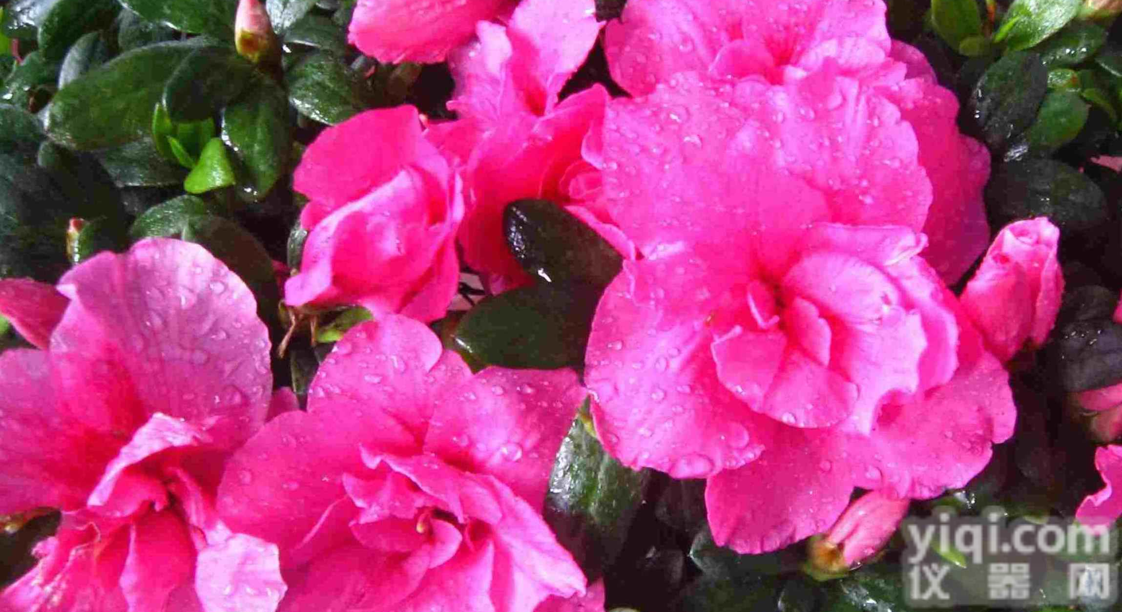 <em>满山</em>红<em>提取</em>物