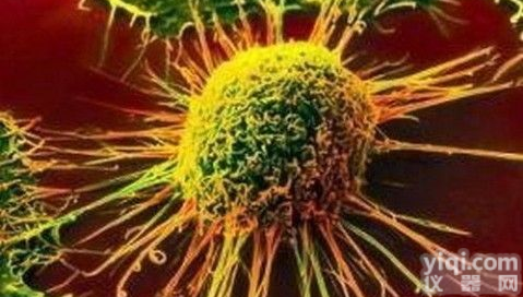 <em>A673</em>细胞,人<em>横纹</em>肌<em>癌细胞</em>