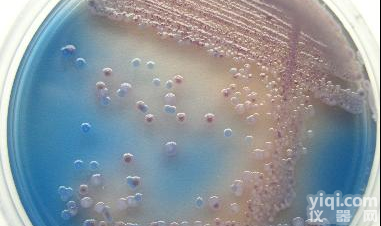 CHROMagar法国<em>科玛嘉ECC显色培养基</em>