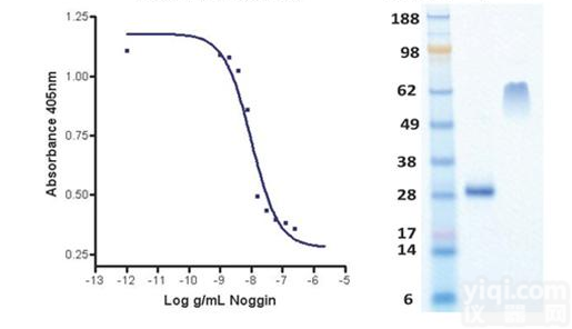 <em>Human</em> Cellexp <em>Human</em> <em>Recombinant</em> <em>Noggin</em>