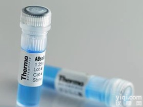 抗<em>植物蛋白</em><em>大豆</em>、<em>花生</em>AhDMT-1抗体,AhDMT1antibody