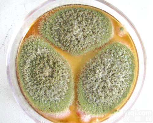 <em>串珠</em><em>镰刀</em>菌