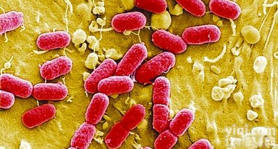 <em>大肠</em>埃希氏菌<em>ATCC</em> <em>25922</em>