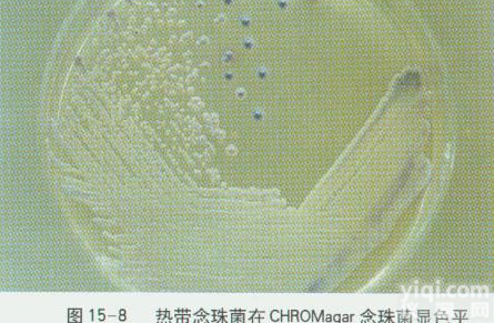 <em>热带</em><em>念珠</em>菌<em>ATCC</em> 750