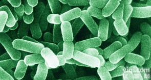 <em>铜绿</em>假<em>单胞菌</em>ATCC <em>15442</em>