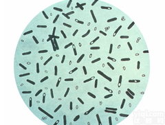 生孢梭菌<em>ATCC</em> <em>19404</em>