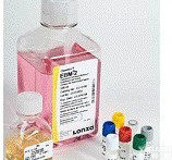 内皮细胞<em>培养基</em>现货供应，<em>美国</em>LONZA大血管内皮细胞<em>培养基</em>现货供应，EGM-2 BulletKit