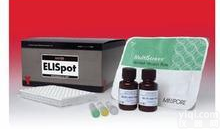 大鼠可溶性血管内皮生长因子受体(sFlt)elisa<em>试剂盒</em>南京<em>低价</em>促销