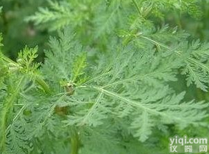 <em>青蒿</em><em>提取物</em> <em>青蒿</em><em>提取物</em>厂家