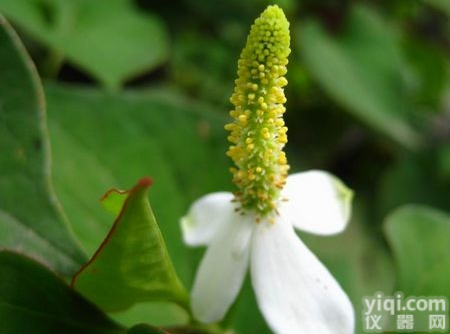 <em>鱼腥草</em><em>提取物</em> <em>鱼腥草</em><em>提取物</em>厂家