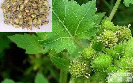 <em>苍耳子</em>提取物 <em>苍耳子</em>提取物厂家