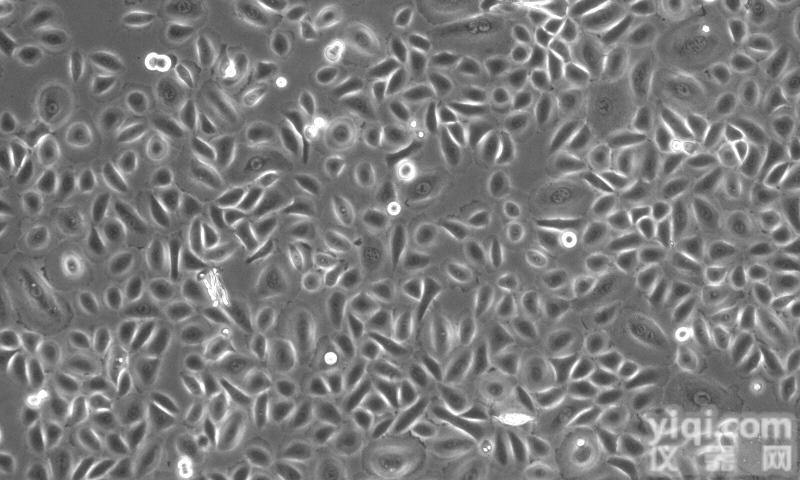 人<em>结膜</em><em>上皮</em>细胞 HConEC