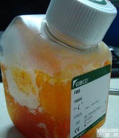 Gibco 16010-159,<em>原装</em>进口<em>新西兰</em>小牛<em>血清</em>