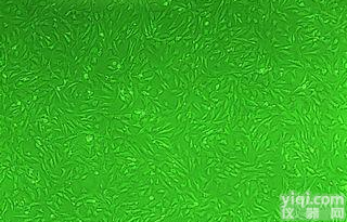 原代<em>细胞培养技术服务</em>