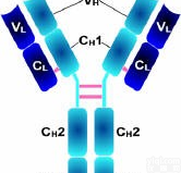 Anti-<em>SUMO</em> 1,泛素样<em>修饰</em>体-1<em>抗体</em>免费代测