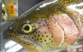 VIE<em>鱼类荧光标记</em> 放流标记