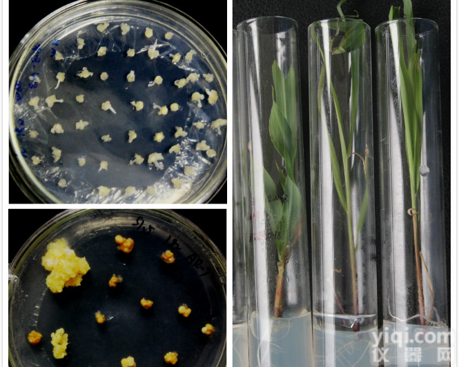 转<em>基因</em>技术<em>一体化</em>服务