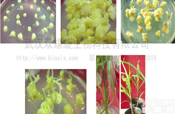 玉米<em>遗传</em>转化<em>技术服务</em>