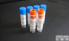 Anti-EPOR<em>打折</em>,红<em>细胞</em>生成素受体<em>打折</em>,抗体<em>促销</em>