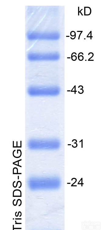 批发 超低分子量<em>蛋白</em><em>Marker</em> II,超低分子量<em>蛋白</em><em>Marker</em> II 说明书
