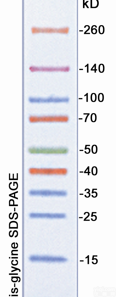 促销 <em>彩虹</em>预染宽分子量<em>蛋白质</em>Marker（10-260kD）