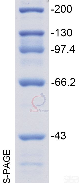 优势批发  <em>彩虹</em>预染超低分子量<em>蛋白质</em>Marker（1.2-45kD）