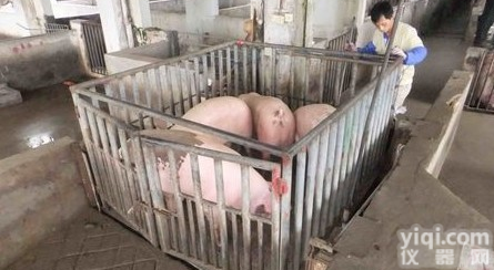 微打<em>动物</em>秤，300千克电子<em>动物</em>秤，<em>上海</em><em>动物</em>秤