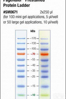 Pierce <em>Fermentas</em>预染<em>蛋白</em> Marker marker