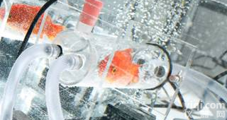 水生生物<em>呼吸代谢</em>测量系统