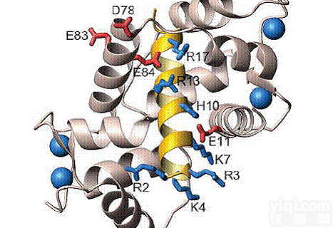 武汉百意欣生物技术有限公司<em>多肽</em>合成与<em>修饰</em>