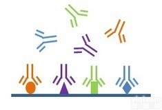 武汉百意欣生物技术有限公司<em>多克隆抗体制备</em>服务
