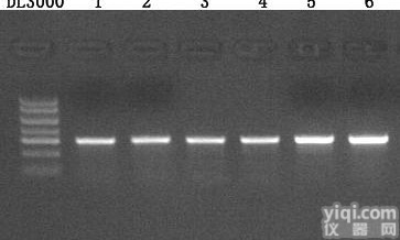 2× Taq <em>Master</em> Mix(<em>Dye</em> <em>Plus</em>) PCR试剂 PCR预混液