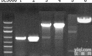 2× Ultra-Pfu <em>Master</em> Mix(<em>Dye</em> <em>Plus</em>) PCR试剂