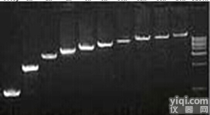 <em>Super-Fidelity DNA Polymerase</em> 高保真DNA聚合酶