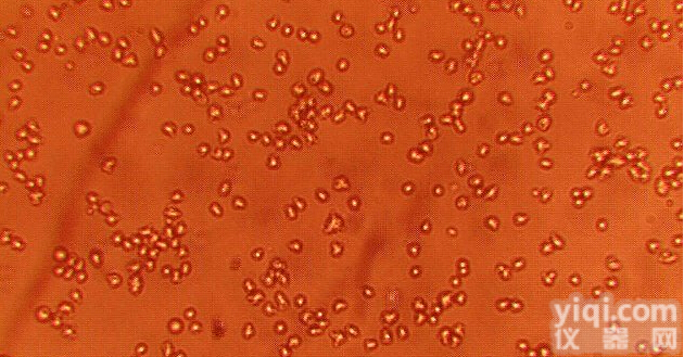 「PC-3M-IE8细胞」人<em>前列腺癌</em>高转移<em>细胞株</em>