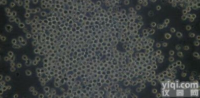 「MKN-28<em>细胞</em>」人<em>胃癌</em>高<em>转移</em><em>细胞</em>