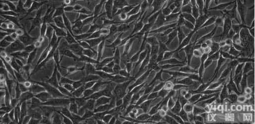 「U14<em>细胞</em>」小鼠子<em>宫颈癌</em><em>细胞</em>