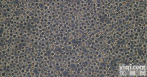 「U14-GFP<em>细胞</em>」小鼠子<em>宫颈癌</em><em>细胞</em>