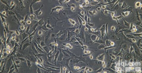 IF兔<em>成骨</em>C<em>细胞</em>