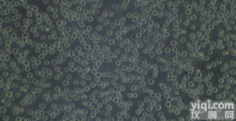 ISK(Ishikawa)<em>人子</em><em>宫内</em>膜<em>癌细胞</em>