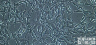 KU812人<em>外周血</em>嗜<em>碱性</em><em>白细胞</em>