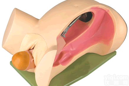 <em>分娩</em>机转示教<em>模型</em>、<em>分娩</em>示教<em>模型</em>